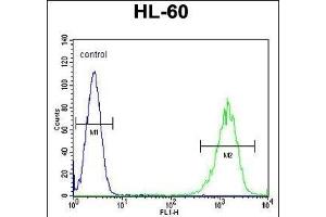 LFNG Antibody (Center) (ABIN653477 and ABIN2842898) flow cytometric analysis of HL-60 cells (right histogram) compared to a negative control cell (left histogram). (LFNG Antikörper  (AA 86-114))