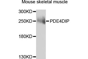 Western blot analysis of extracts of mouse skeletal muscle, using PDE4DIP antibody. (PDE4DIP Antikörper)