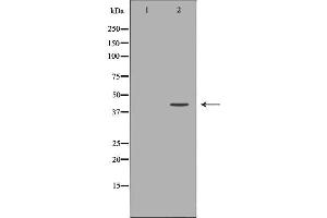 Western blot analysis of Mouse heart lysate, using WIF1 Antibody.