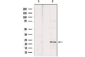 Western blot analysis of extracts from HepG2, using ARC Antibody. (NOL3 Antikörper  (C-Term))