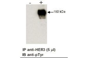 Combined immunoprecipitation and immunoblot of a human cell lysate using anti-HER3 antibody. (ERBB3 Antikörper  (C-Term))