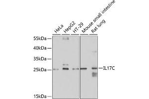 Western blot analysis of extracts of various cell lines, using IL17C antibody (ABIN6128131, ABIN6142318, ABIN6142319 and ABIN6214891) at 1:1000 dilution. (IL17C Antikörper  (AA 19-197))