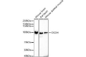 Western blot analysis of extracts of various cell lines, using OGDH antibody (ABIN6131414, ABIN6145003, ABIN6145005 and ABIN6222018) at 1:500 dilution. (alpha KGDHC Antikörper  (AA 148-427))
