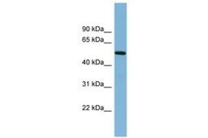 Image no. 1 for anti-Tripartite Motif Containing 41 (TRIM41) (N-Term) antibody (ABIN6742015) (TRIM41 Antikörper  (N-Term))