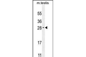 RELL2 Antibody (Center) (ABIN654364 and ABIN2844124) western blot analysis in mouse testis tissue lysates (35 μg/lane). (RELL2 Antikörper  (AA 132-160))