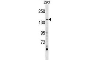 AEBP1 Antibody (Center) western blot analysis in 293 cell line lysates (35 µg/lane).