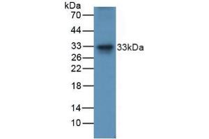 Figure. (TRAIL Antikörper  (AA 115-287))