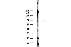 Western blot analysis of lysates from 293 cells(heat-shock,45 min treatment), using NR2C1 Antibody at 1/1000 dilution.