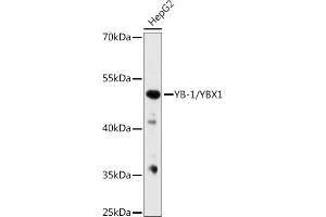 Western blot analysis of extracts from normal (control) and YB-1/YB-1/YBX1 knockout (KO) HeLa cells, using YB-1/YB-1/YBX1 antibody (ABIN7271411) at 1:1000 dilution. (YBX1 Antikörper  (AA 100-200))