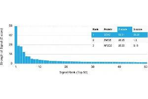 Analysis of Protein Array containing more than 19,000 full-length human proteins using CDX2 Mouse Monoclonal Antibody (CDX2/2214). (CDX2 Antikörper)