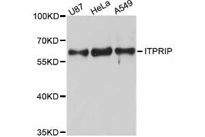 Western blot analysis of extracts of various cell lines, using ITPRIP antibody (ABIN4904097) at 1:3000 dilution.