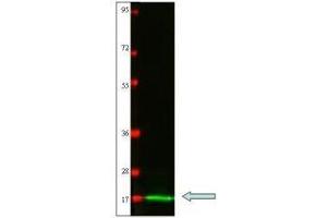 Western blot using  protein-A purified anti-Cat IL-2 antibody shows detection of recombinant Cat IL-2 at 15. (IL-2 Antikörper)