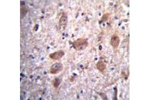 Immunohistochemistry analysis in human brain tissue (Formalin-fixed, Paraffin-embedded) using Paraplegin / SPG7  Antibody , followed by peroxidase conjugation of the secondary antibody and DAB staining.