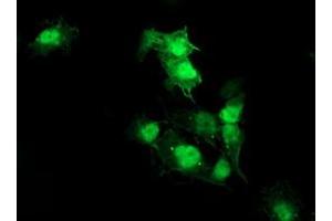 Anti-AKT1 mouse monoclonal antibody (ABIN2455514) immunofluorescent staining of COS7 cells transiently transfected by pCMV6-ENTRY AKT1 (RC220257). (AKT1 Antikörper)
