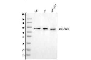 Western blot analysis of ABP1/AOC1 using anti-ABP1/AOC1 antibody (ABIN7600040).