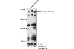 Western blot analysis of extracts of various cell lines, using Phospho-BRD4-S1083 antibody (ABIN7265947) at 1:500 dilution. (BRD4 Antikörper  (pSer1083))