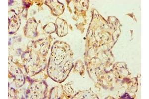 Immunohistochemistry of paraffin-embedded human placenta tissue using ABIN7144361 at dilution of 1:100