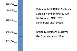 Western Blotting (WB) image for anti-Coiled-Coil-Helix-Coiled-Coil-Helix Domain Containing 6 (CHCHD6) (N-Term) antibody (ABIN786162) (CHCHD6 Antikörper  (N-Term))