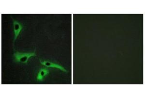 Immunofluorescence (IF) image for anti-Tetraspanin 8 (TSPAN8) (Internal Region) antibody (ABIN1849222) (Tspan-8 Antikörper  (Internal Region))