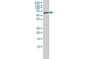 FLJ21128 monoclonal antibody (M01), clone 4E3-3A4 Western Blot analysis of FLJ21128 expression in Hela S3 NE . (EDC3 Antikörper  (AA 1-508))