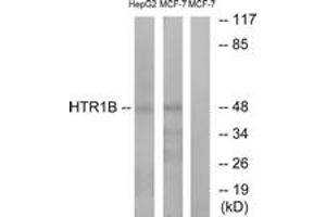 Western blot analysis of extracts from HepG2/MCF-7 cells, using HTR1B Antibody.