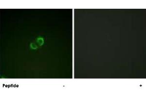 Immunofluorescence analysis of A-549 cells, using ICAM3 polyclonal antibody . (ICAM-3/CD50 Antikörper  (Ser518))