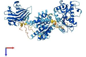 DDX1 Protein (AA 1-740) (His tag)