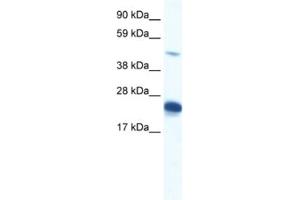 Western Blotting (WB) image for anti-Zinc Finger Protein 57 Homolog (ZFP57) antibody (ABIN2460341) (ZFP57 Antikörper)