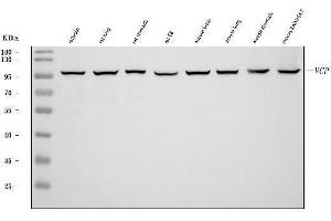 Western blot analysis of VCP using anti-VCP antibody (ABIN7599605). (VCP Antikörper  (AA 10-512))