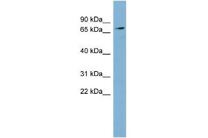 WB Suggested Anti-SLC7A2 Antibody Titration:  0.