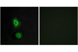 Immunofluorescence (IF) image for anti-Olfactory Receptor, Family 4, Subfamily C, Member 16 (OR4C16) (AA 261-310) antibody (ABIN2891005) (OR4C16 Antikörper  (AA 261-310))