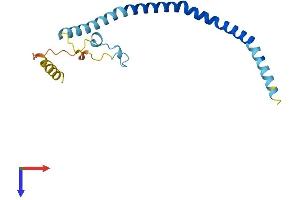 Caveolin 2 Protein (CAV2) (AA 1-162) (His tag)