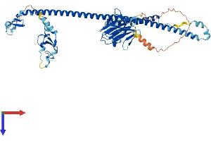 TRIM26 Protein (AA 1-539) (His tag)
