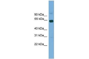 Western Blotting (WB) image for anti-Ligand Dependent Nuclear Receptor Corepressor-Like (LCORL) (Middle Region) antibody (ABIN2778624)