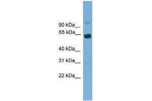 WB Suggested Anti-Lcorl Antibody Titration:  0. (LCORL Antikörper  (Middle Region))