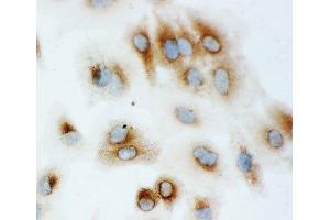 ICC testing of HSP70 antibody and A549 cells (HSP70 Antikörper  (AA 577-596))