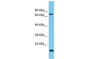 Western Blotting (WB) image for anti-Fibronectin Type III Domain Containing 7 (FNDC7) (N-Term) antibody (ABIN2791547)