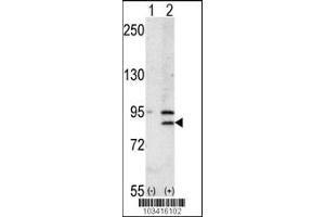 Western blot analysis of BRD2 using rabbit polyclonal BRD2 Antibody using 293 cell lysates (2 ug/lane) either nontransfected (Lane 1) or transiently transfected with the BRD2 gene (Lane 2).