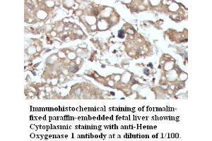 Image no. 1 for anti-Heme Oxygenase (Decycling) 1 (HMOX1) antibody (ABIN791221) (HMOX1 Antikörper)