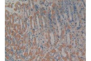 IHC-P analysis of Mouse Stomach Tissue, with DAB staining. (Cytochrome C Antikörper  (AA 13-99))