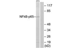 Western blot analysis of extracts from NIH-3T3, using NF-kappaB p65 (Ab-311) Antibody. (NF-kB p65 Antikörper  (AA 278-327))