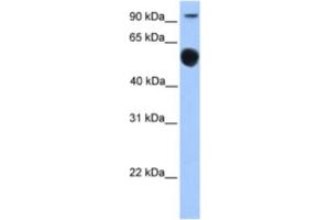 Western Blotting (WB) image for anti-Early B-Cell Factor 1 (EBF1) antibody (ABIN2460254)