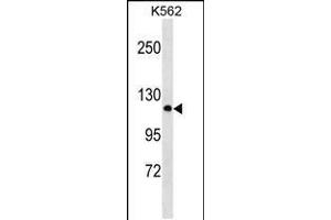 Western blot analysis in K562 cell line lysates (35ug/lane). (PCDHA2 Antikörper  (N-Term))