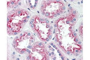 Anti-SLC5A11 antibody IHC of human kidney.