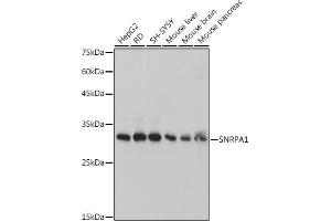 Western blot analysis of extracts of various cell lines, using SNRP antibody (ABIN7270365) at 1:1000 dilution. (SNRPA1 Antikörper)