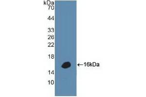 Detection of Recombinant DEFa1, Human using Polyclonal Antibody to Defensin Alpha 1, Neutrophil (DEFa1) (alpha Defensin 1 Antikörper  (AA 20-94))