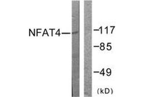 Western Blotting (WB) image for anti-Nuclear Factor of Activated T-Cells, Cytoplasmic, Calcineurin-Dependent 3 (NFATC3) (AA 131-180) antibody (ABIN2888680) (NFATC3 Antikörper  (AA 131-180))