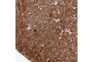 Immunohistochemical staining of human pancreas with PITPNM2 polyclonal antibody  shows strong cytoplasmic positivity in exocrine glandular cells.