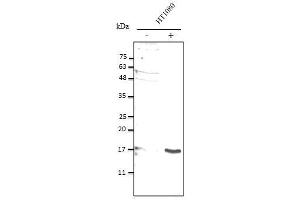 Anti-IL10 Ab at 1/2,500 dilution, 50 µg of total protein lysate per Iane, ceIls were stimulated with E. (IL-10 Antikörper)