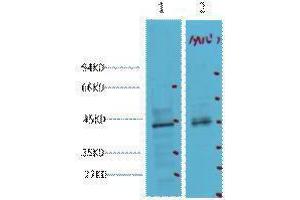 Western Blotting (WB) image for anti-Caudal Type Homeobox 2 (CDX2) antibody (ABIN3181127) (CDX2 Antikörper)